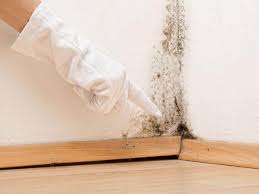 Why You Should Choose Our Mold Remediation Services in Holliday, TX